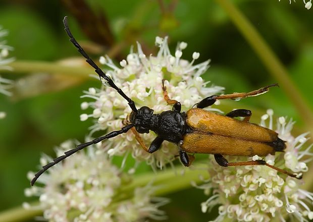 fuzáč obyčajný Stictoleptura rubra