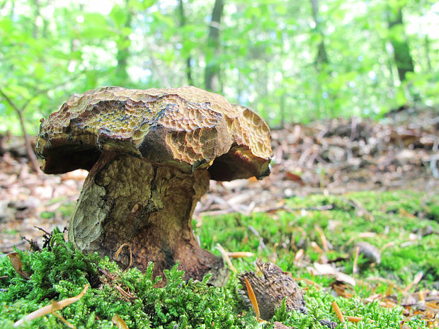 hríb zrnitohlúbikový Sutorius luridiformis (Rostk.) G. Wu & Zhu L. Yang