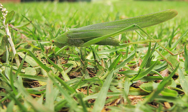 kobylky Tettigoniidae fam.