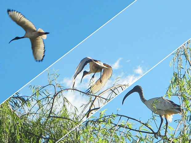 ibis posvätný Threskiornis aethiopicus