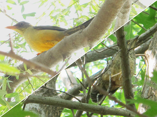 drozd červenozobý Turdus libonyana