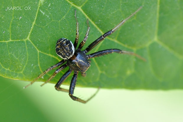 behárik Xysticus sp.