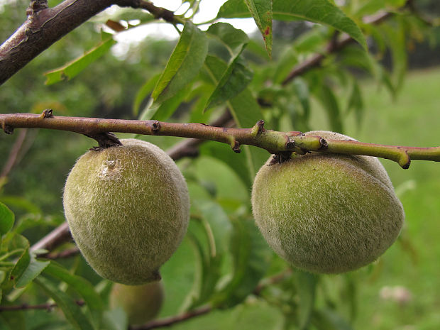 mandľa obyčajná Amygdalus communis L.