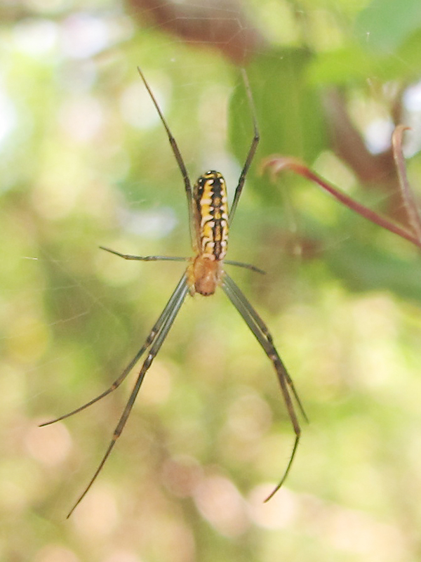 pavúky Araneae ord.