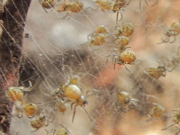 pavúky Araneae ord.