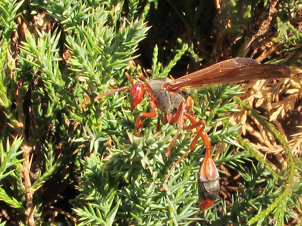 osa Belonogaster juncea