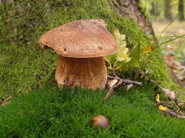 hríb dubový Boletus reticulatus Schaeff.