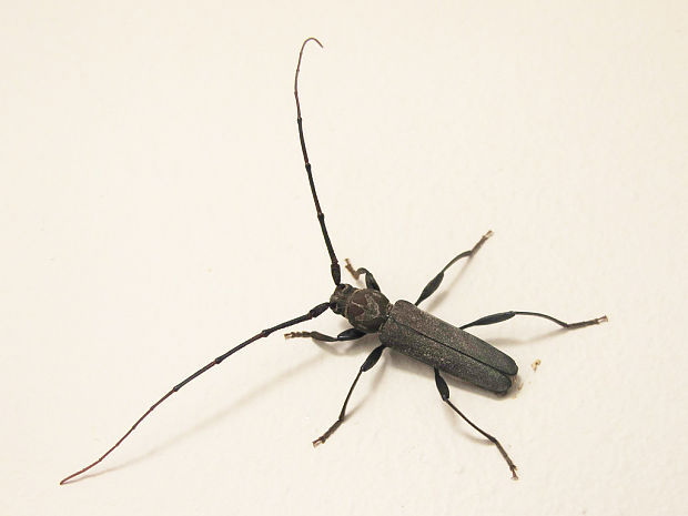 fúzačovité Cerambycidae fam.