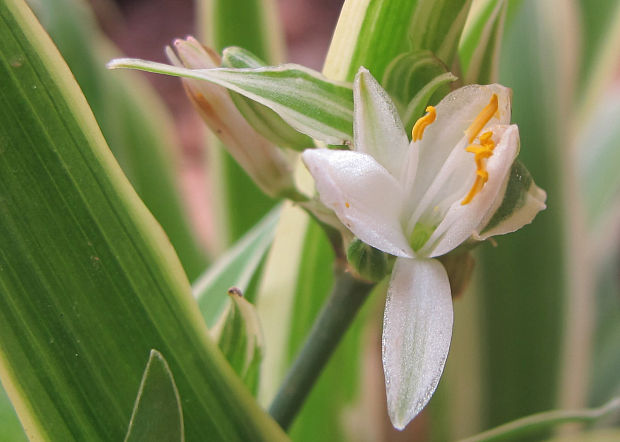 zelenec chochlatý Chlorophytum comosum