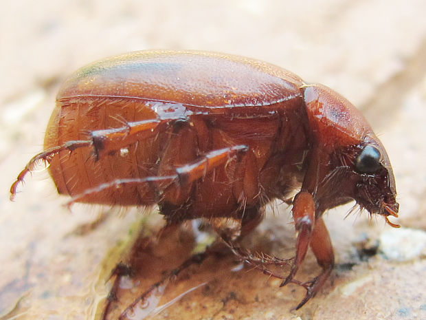 chrobáky Coleoptera ord.