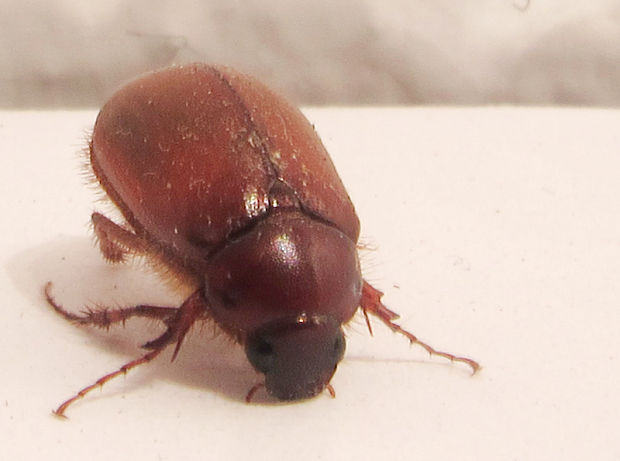 chrobáky Coleoptera ord.