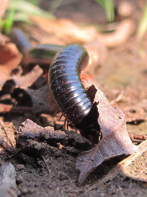 mnohonôžka Doratogonus sp.