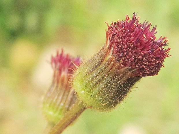 turica Erigeron sp.