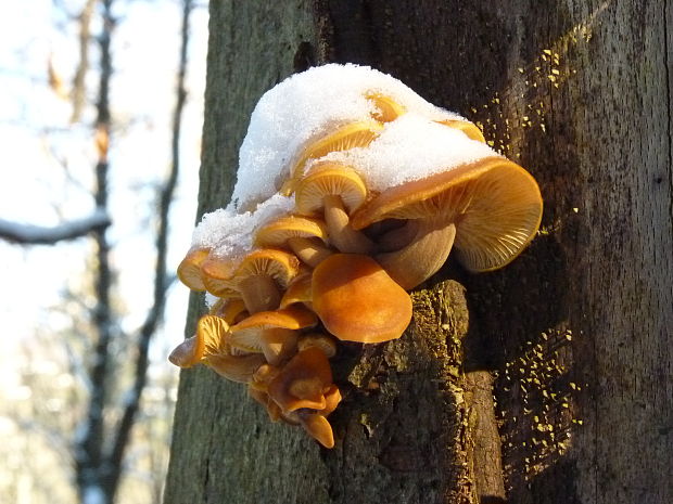 plamienka Flammulina sp.