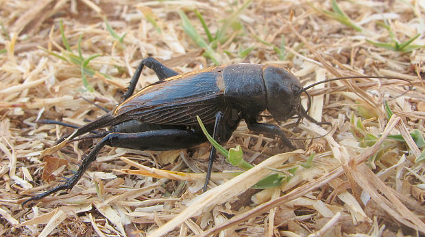 svrček dvojškvrnný Gryllus bimaculatus