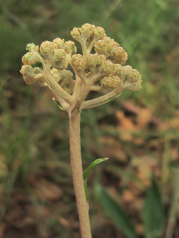 slamiha Helichrysum sp. (L.) Moench