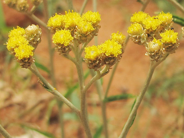 slamiha Helichrysum sp. (L.) Moench