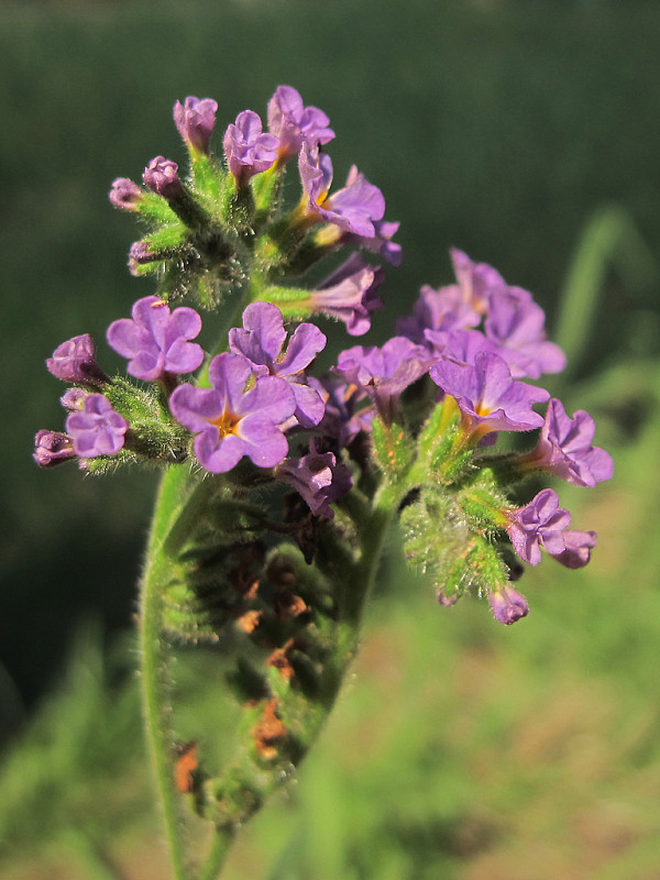 skrutec Heliotropium sp. L.