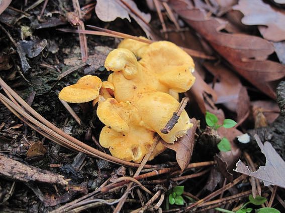 líška oranžová Hygrophoropsis aurantiaca (Wulfen) Maire