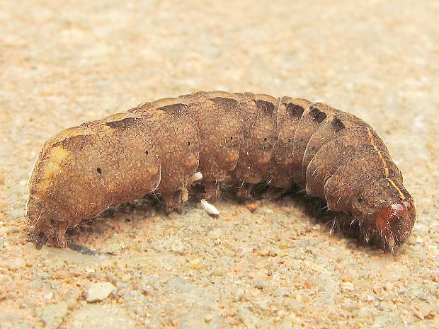 motýle Lepidoptera ord.