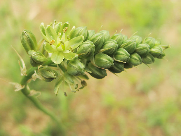 magnóliorasty Magnoliophyta div.