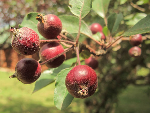 jabloň domáca Malus domestica Borkh.