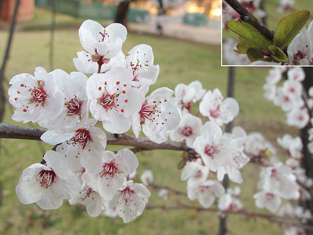 jabloň Malus sp.