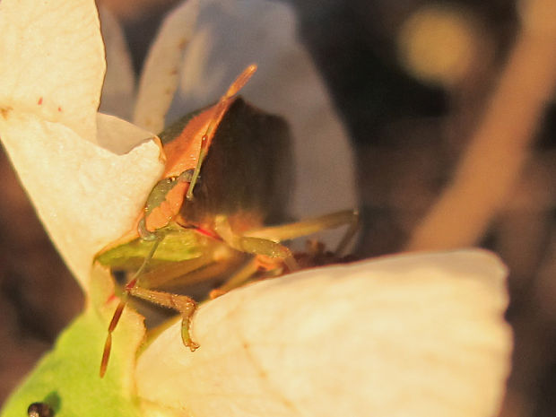 bzdocha Nezara viridula f. torquata