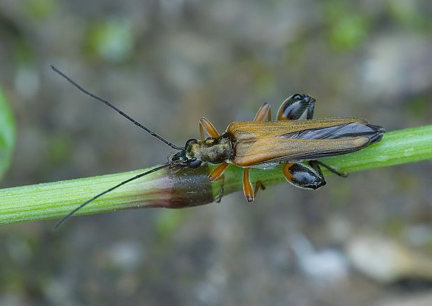 stehnáč Oedemera podagrariae