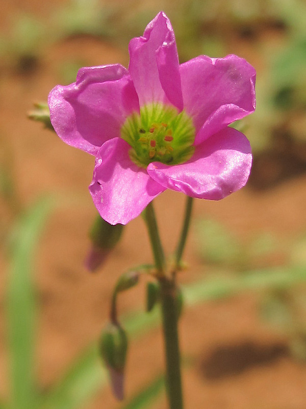 kyslička cibuľkatá Oxalis debilis var. corymbosa (DC.) Lourteig