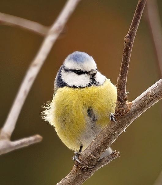 sýkorka belasá Parus caeruleus