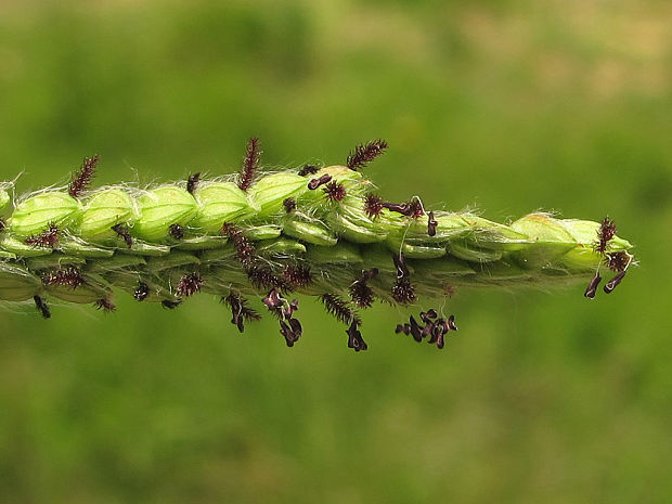 tráva Paspalum sp.