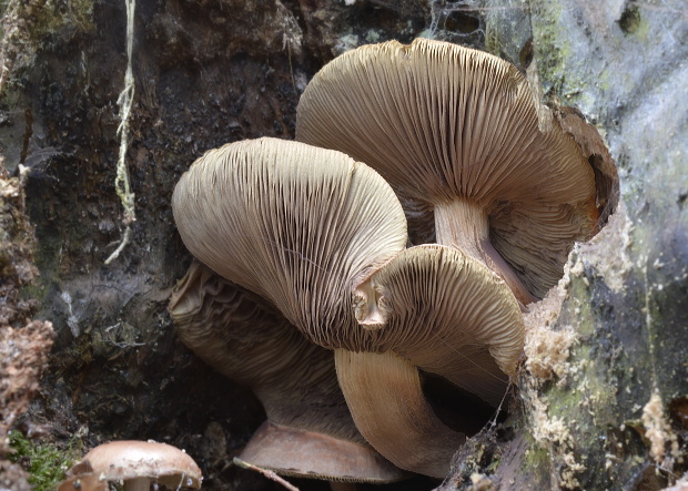 šupinovka hlinovookrová Pholiota lenta (Pers.) Singer