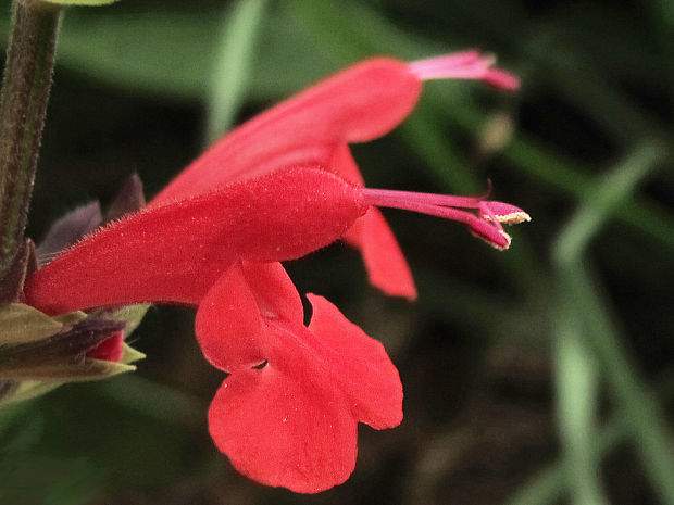 šalvia šarlátová Salvia coccinea