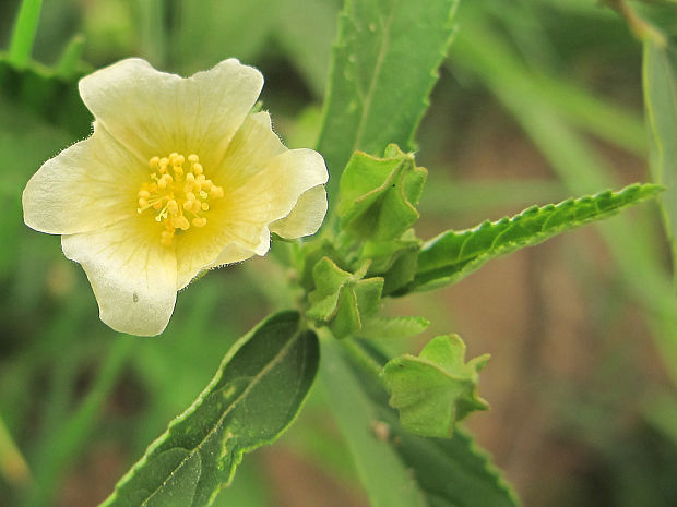 sida kosoštvorcovolistá Sida rhombifolia