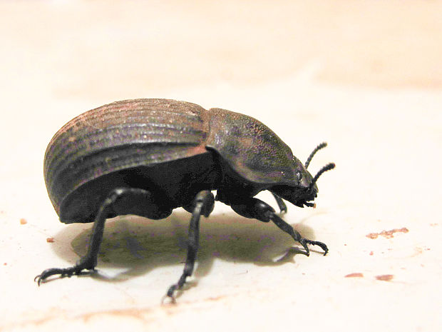 múčiarovité Tenebrionidae fam.