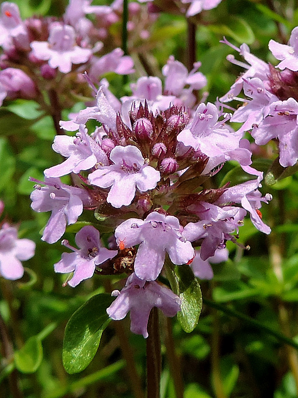 dúška vajcovitá Thymus pulegioides L.