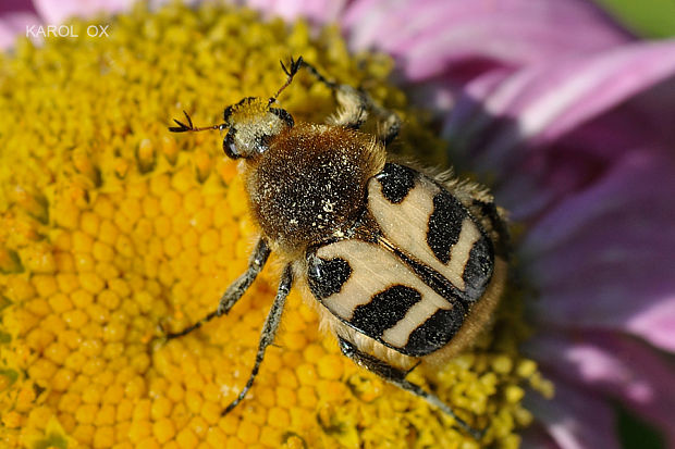 chlpáčik Trichius sp.