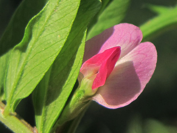 vika úzkolistá Vicia angustifolia L.