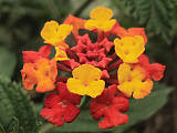 lantana