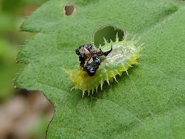 štítnatec zelený / štítonoš zelený Cassida viridis Linnaeus, 1758