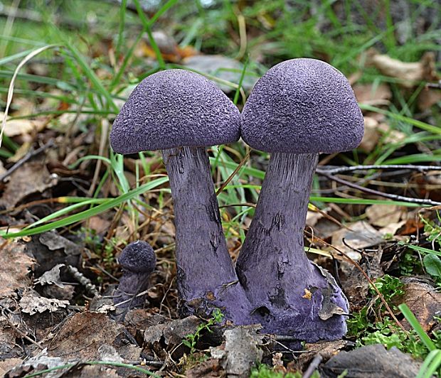 pavučinovec fialový Cortinarius violaceus (L.) Gray