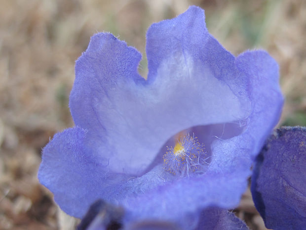 Jacaranda mimosifolia D. Don