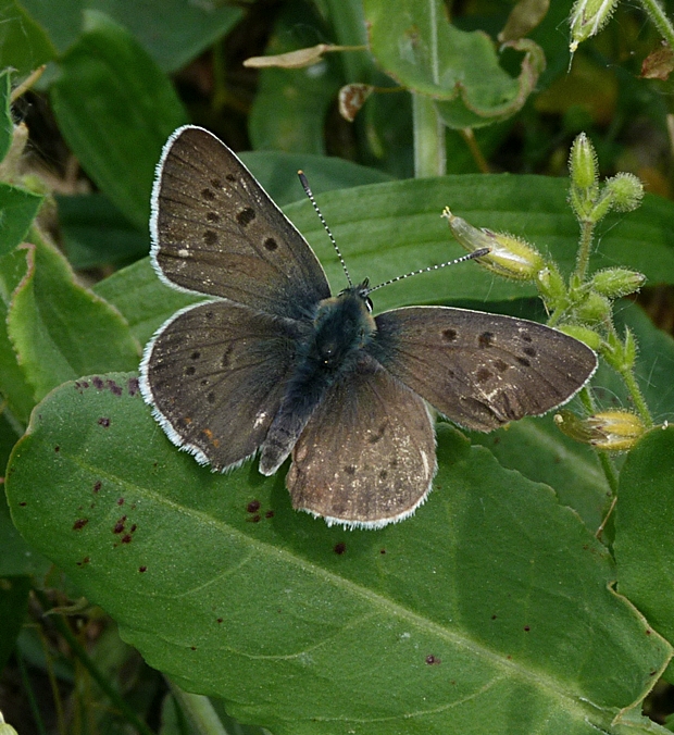 ohniváčik čiernoškrný Lycaena tityrus