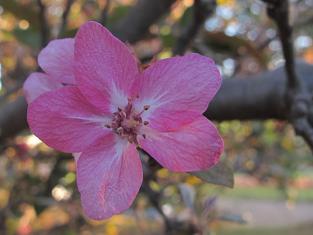 jabloň domáca Malus domestica Borkh.