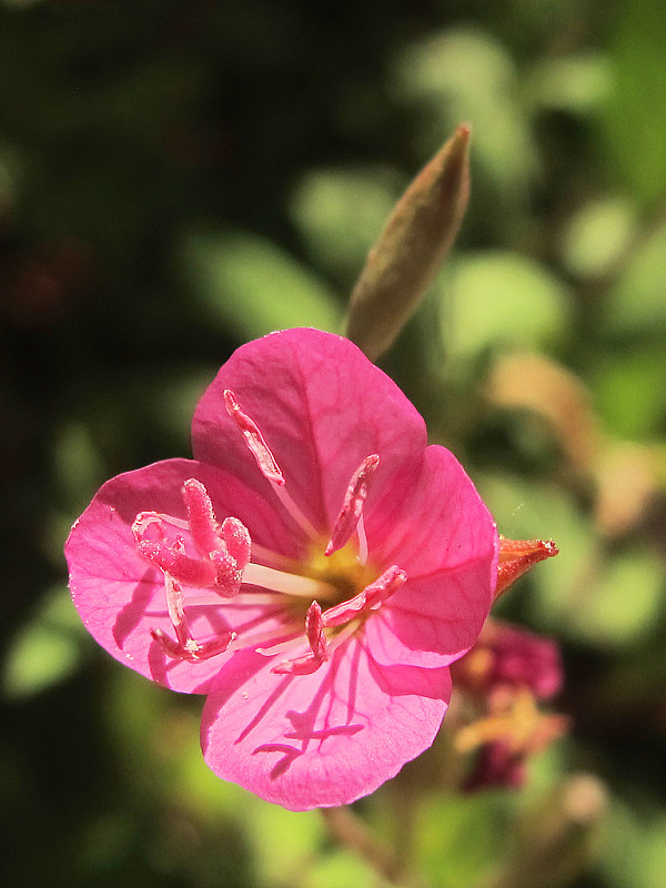 pupalka ružová Oenothera cf. rosea