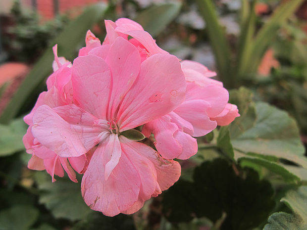 pelargónia Pelargonium x hortorum