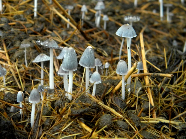 hnojník 	Coprinellus bisporus (Berk.) Redhead, Vilgalys & Moncalvo