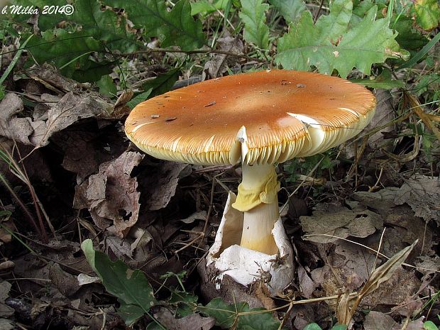 muchotrávka cisárska Amanita caesarea (Scop.) Pers.