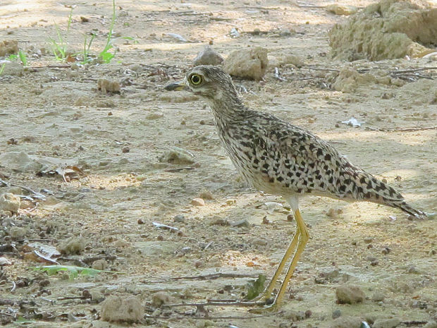 ležiak bodkovaný Burhinus capensis